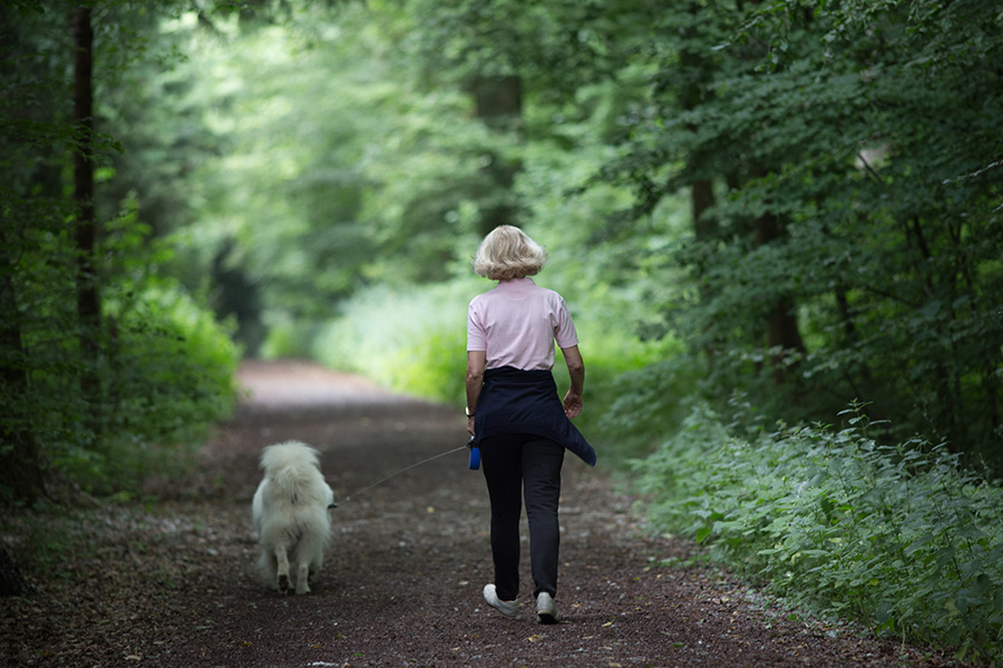 Woman walking samoyed dog on leash in forest in summertime. Relaxing and healthy activity together with pet